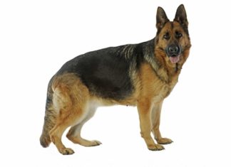 Pastore tedesco 604 0 Pastore tedesco